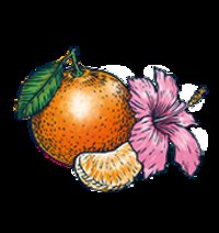 Bon & Viv Clementine Hibiscus