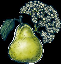 Bon & Viv Pear Elderflower